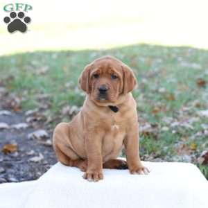 Jango, Fox Red Labrador Retriever Puppy